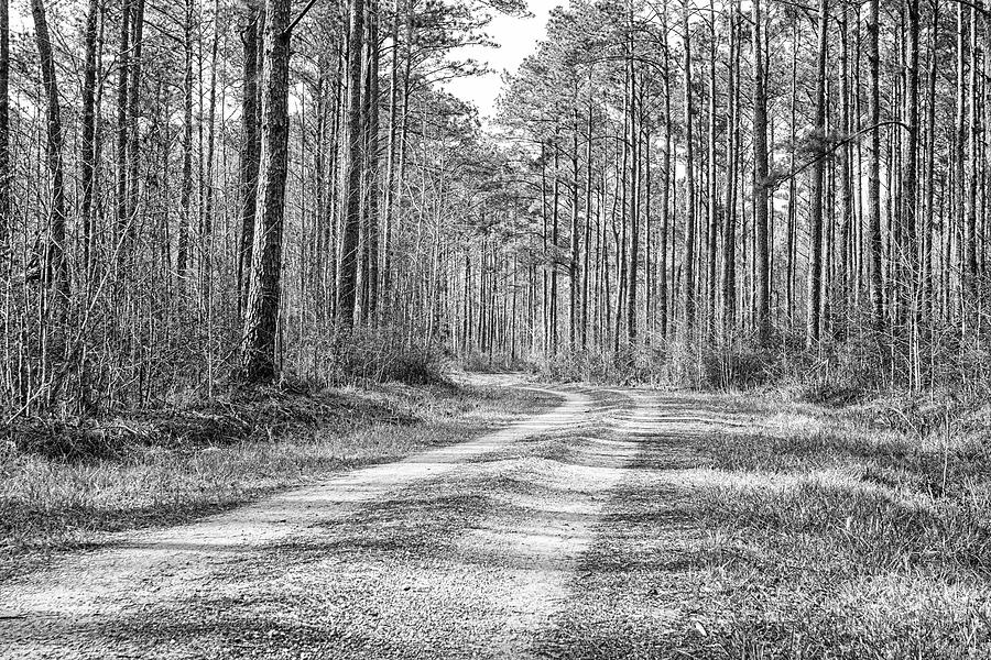 A Road Runs Through It - Pine Forest Wilderness Photograph by Bob Decker