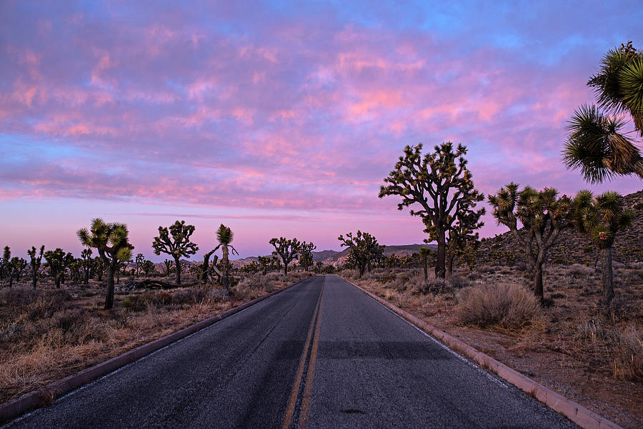 A road through Joshua Tree at Sunset Joshua Tree National Park California Photograph by Toby McGuire
