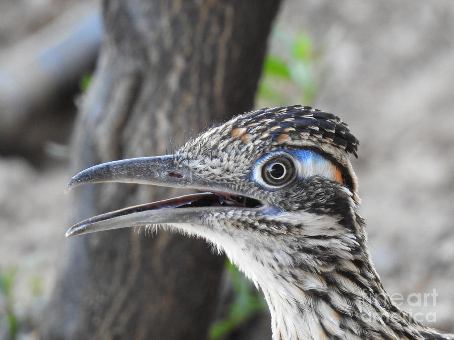 A Roadrunner Rap Session Photograph by Janet Marie