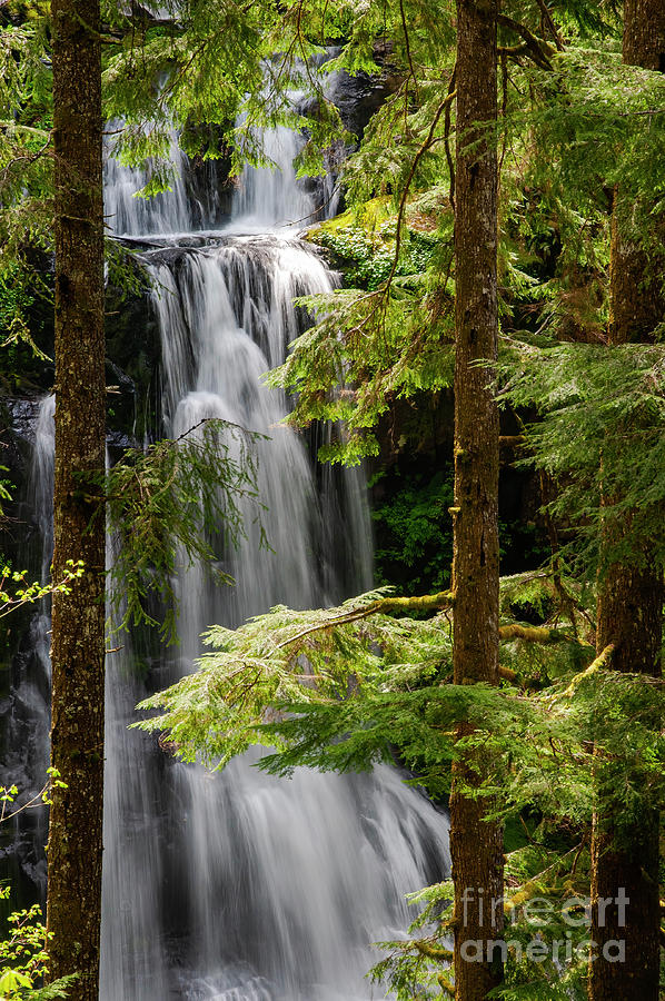 Waterfall Photograph - A Roar in the Forest by Bob Phillips