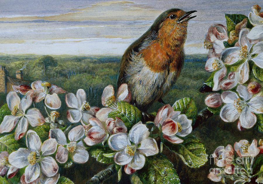 A Robin Among Blossom, 1863 Painting by Harrison William Weir