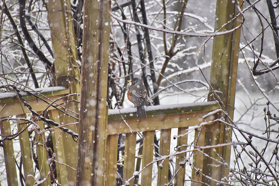 A Robin On A Snowy Day Photograph