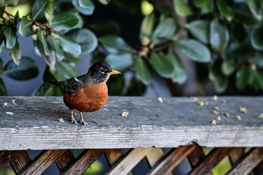 A Robin with disabilities Photograph by Amazing Action Photo Video