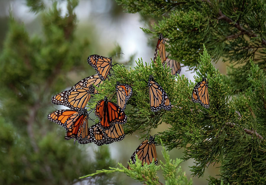 A roost of Monarch Butterflies Photograph by Cindi Alvarado - Fine Art ...