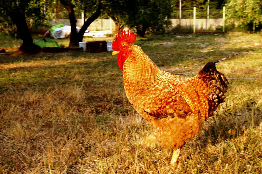 A Rooster Photograph