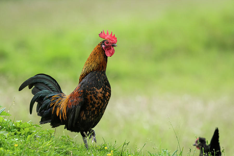 A rooster standing on a meadow outside on a farm Photograph by Stefan ...