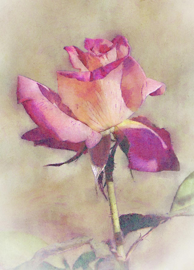 A Rose About to Open Portrait Digital Art by Gaby Ethington
