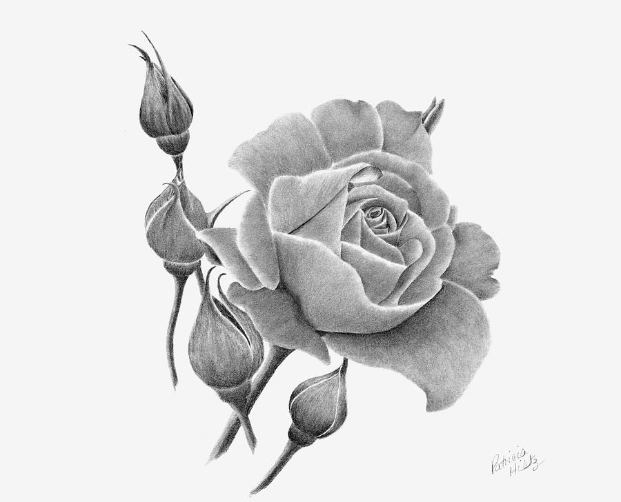 A Rose and Buds Drawing by Patricia Hiltz