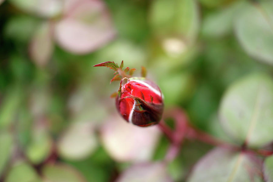 A Rose Bud at the Park Yesterday - May 2023 Photograph by Joseph A Langley A Rose Bud at the Park Yesterday - May 2023 Photograph by Joseph A Langley