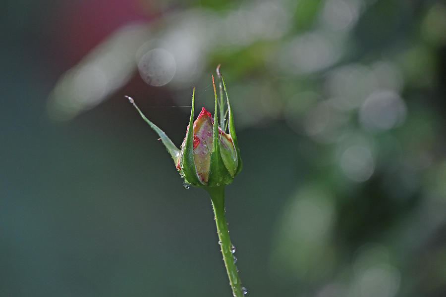 A Rose Bud - waiting to be loved Photograph by Amazing Action Photo Video