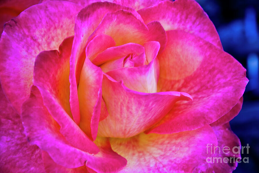Nature Photograph - A Rose By Any Name by Julieanne Case