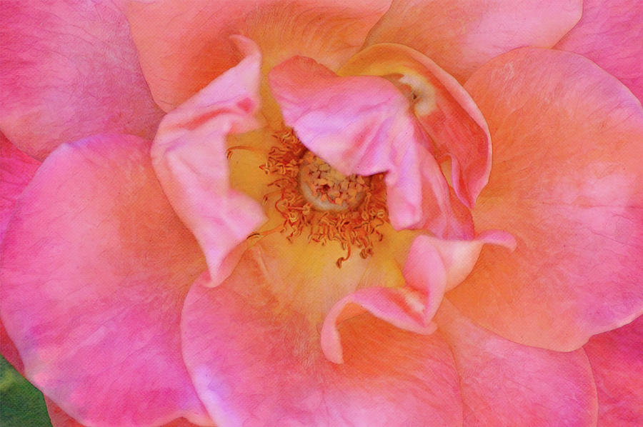 A Rose Close Up and Illustrated Digital Art by Gaby Ethington