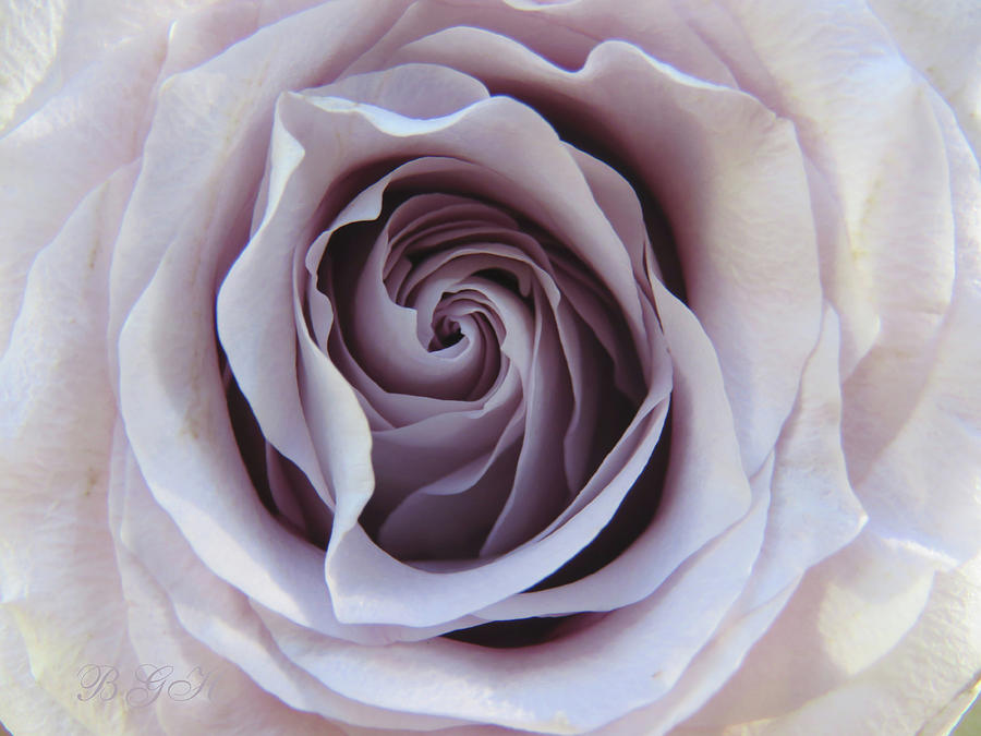 A Rose for Annie - Floral Photography and Art - Roses - Single Rose Macro Photograph by Brooks Garten Hauschild