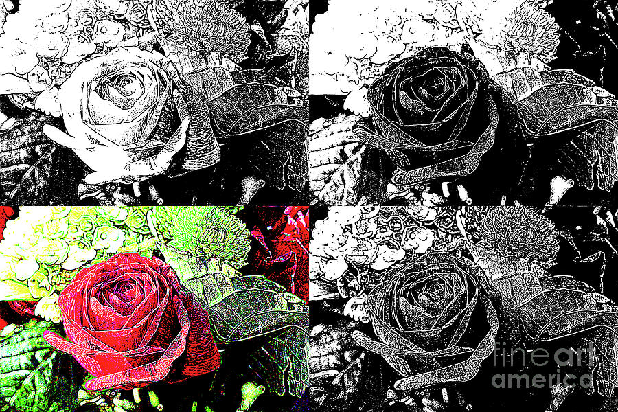 A Rose Four Ways Photograph by Sea Change Vibes