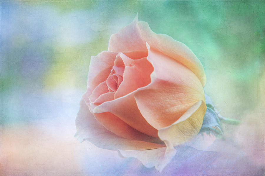 A Rose Gift Digital Art by Terry Davis