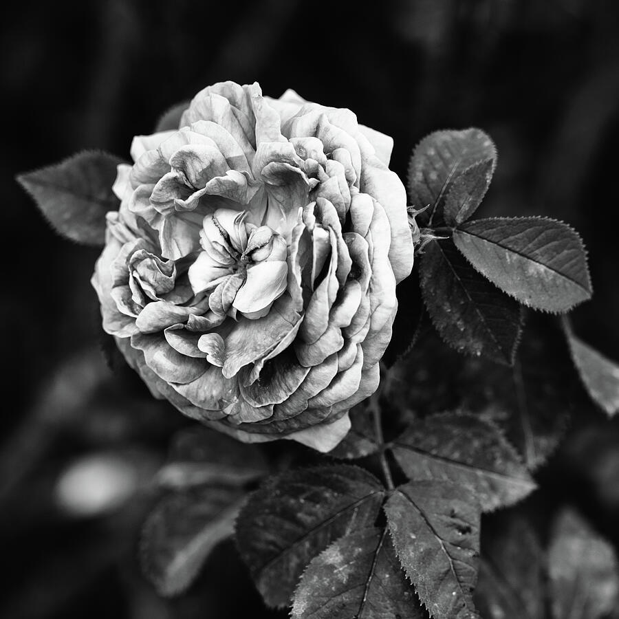 A Rose In Black And White Photograph by Tanya C Smith