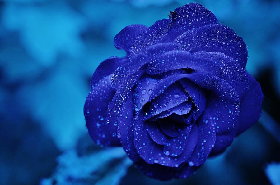 A Rose In Blue Haze Photograph