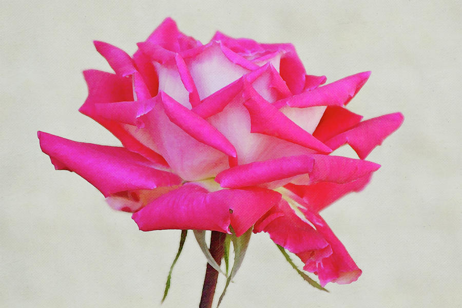 A Rose in Memory of Mom Digital Art by Gaby Ethington