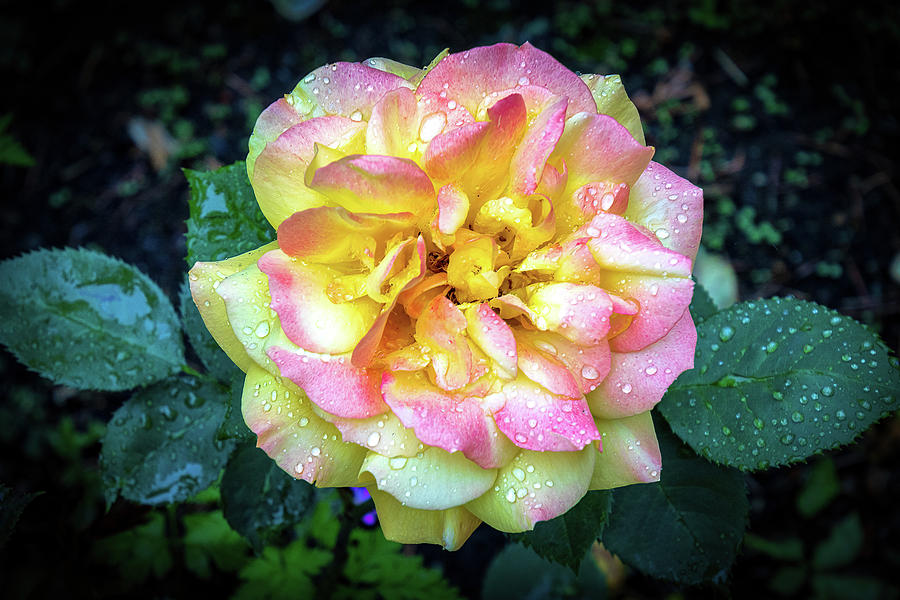 A Rose in the Rain II Photograph by Phyllis McDaniel