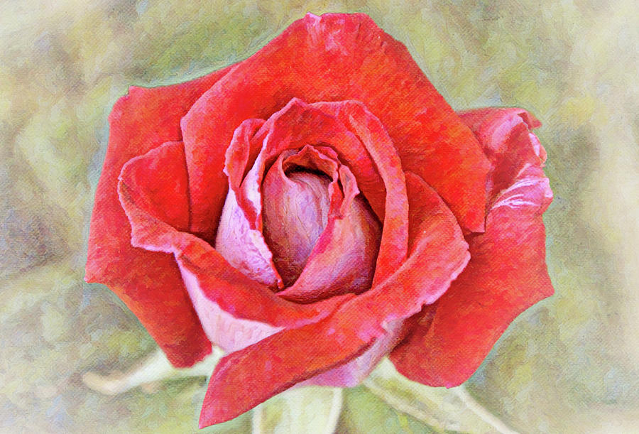 A Rose is a Rose but This One is Red and Pink Digital Art by Gaby Ethington