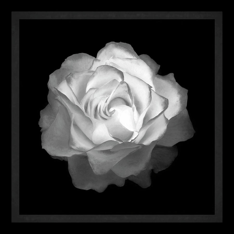 A Rose is a Rose BW Photograph by Bonnie Follett