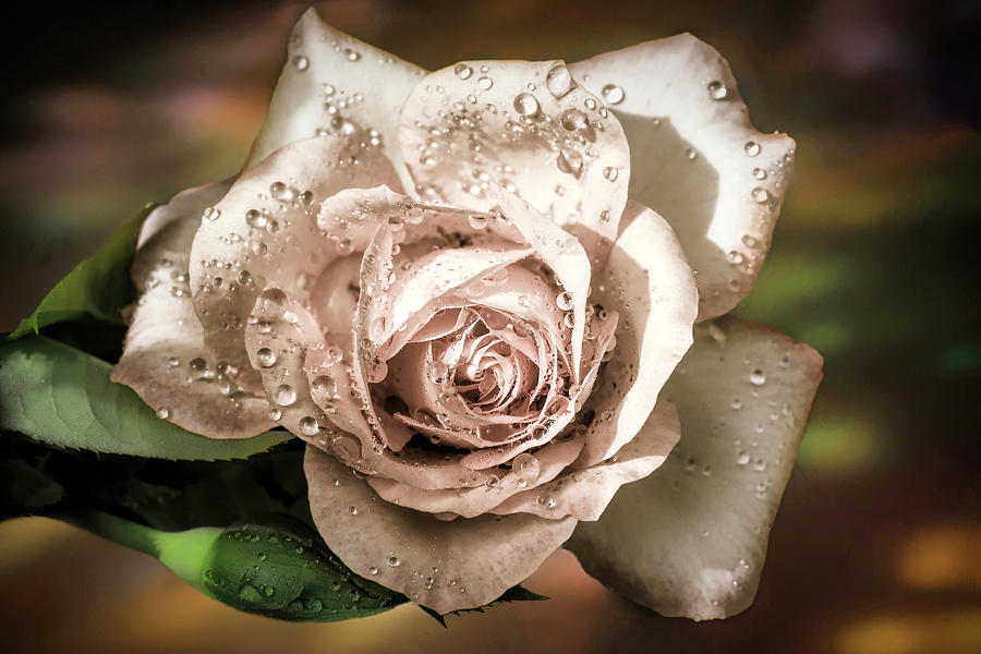 Rose Photograph - A Rose Is A Rose by Donna Kennedy