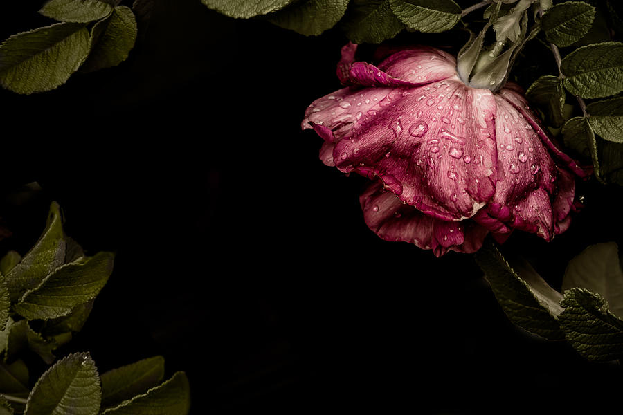A Rose is a Rose is a Rose Photograph by Maggie Terlecki