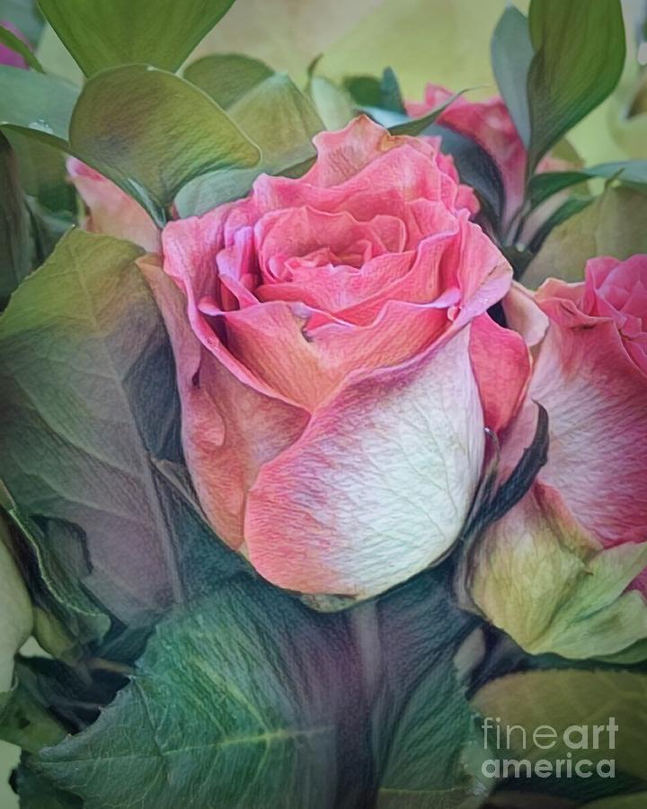 A Rose Is A Rose Photograph by Luther Fine Art