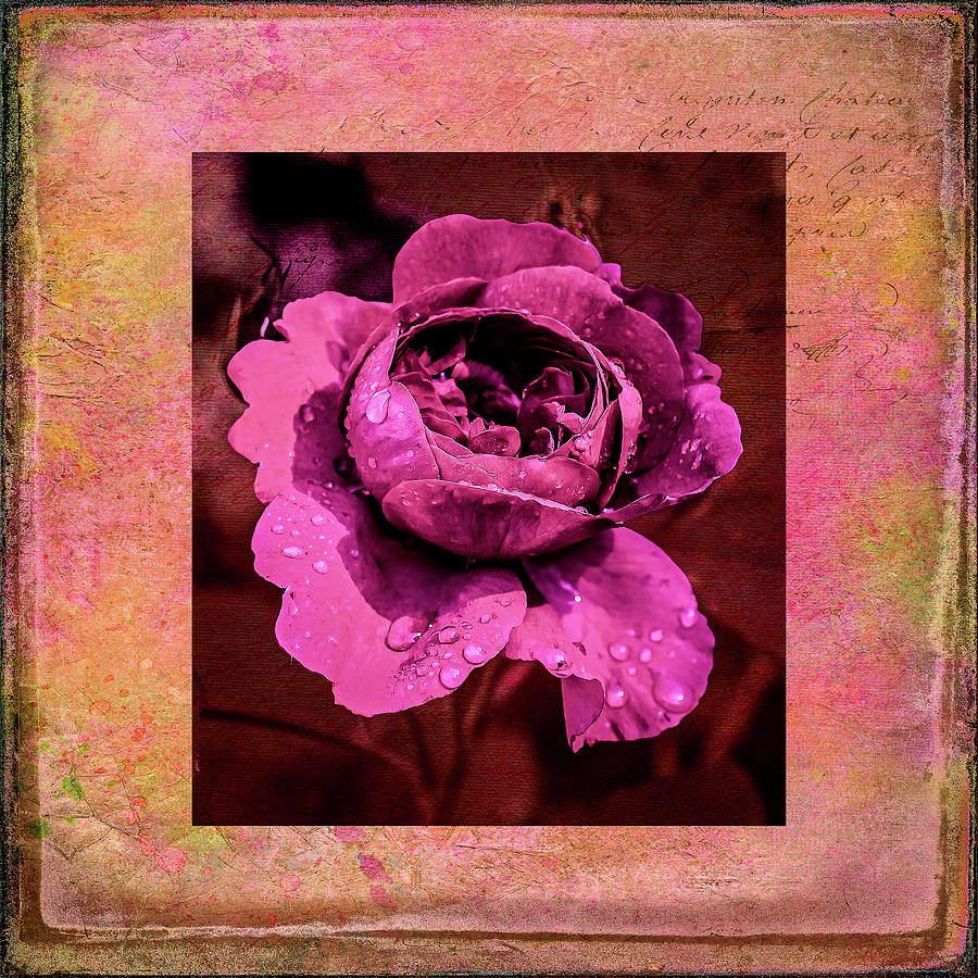 A rose is a rose Digital Art by Melinda Dreyer
