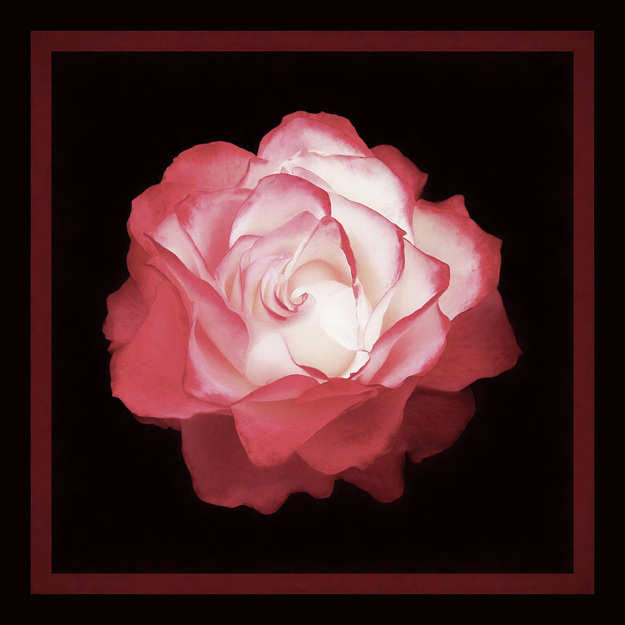 A Rose is a Rose Muted Color Photograph by Bonnie Follett