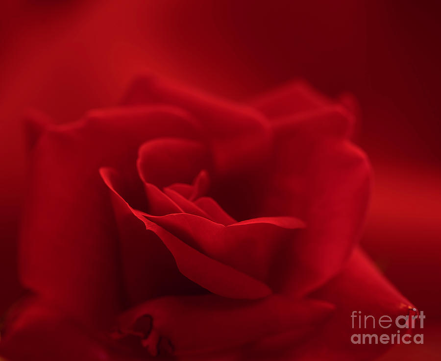A Rose is a Rose Photograph by Patrick Nowotny