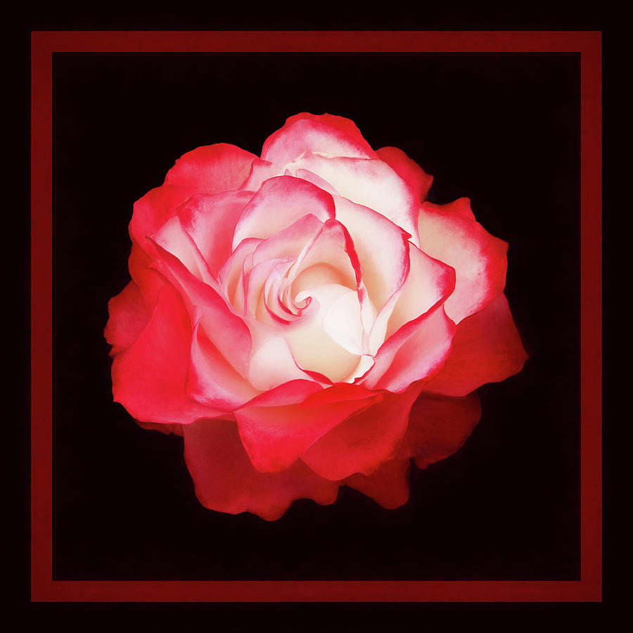 A Rose is a Rose Red Photograph by Bonnie Follett