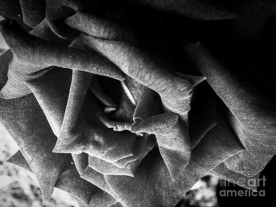 A Rose Photograph by Judy Hall-Folde