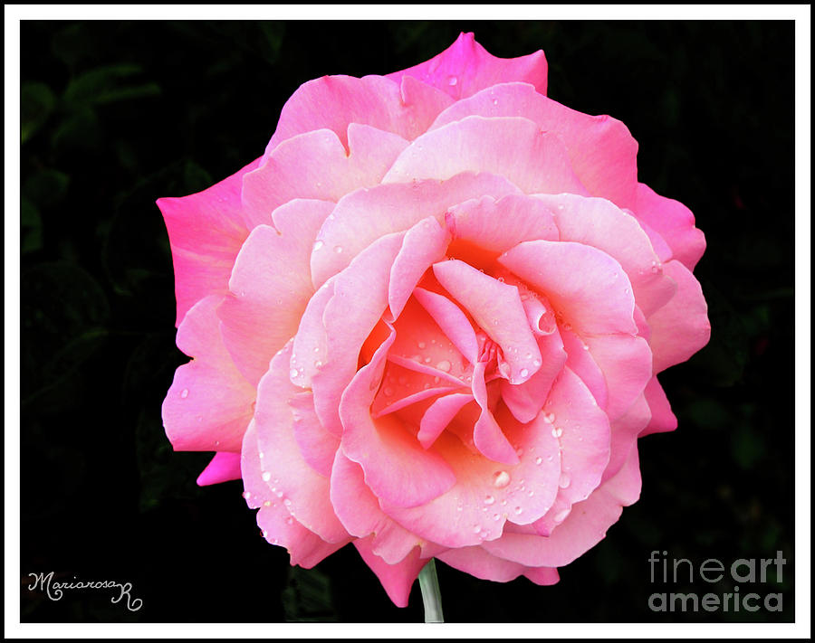A Rose Rose Photograph by Mariarosa Rockefeller