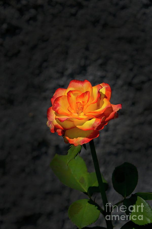  A Rose To Brighten Your Day Photograph by Al Bourassa