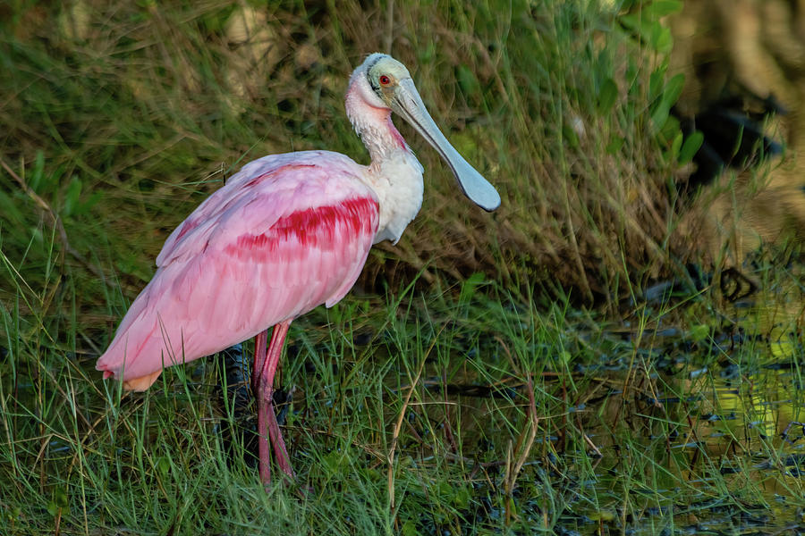 A Roseate Spoonbill in a Marsh Photograph by Bradford Martin
