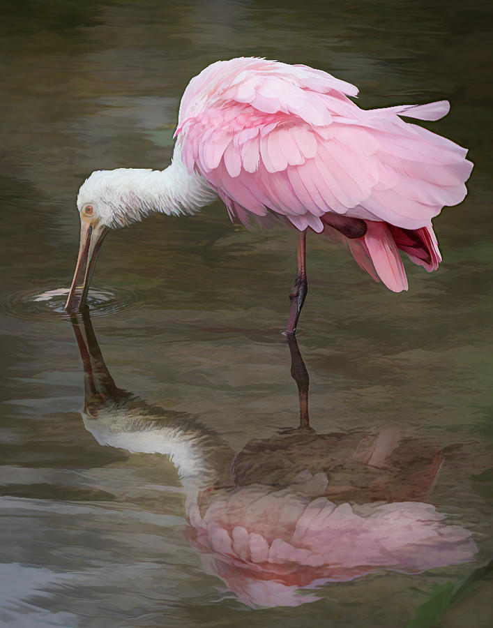 A Roseate Spoonbill Reflection  Photograph by Sylvia Goldkranz