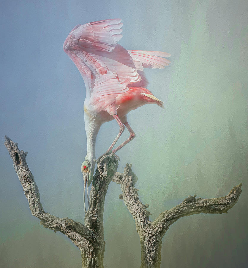 A Roseate Spoonbill  Photograph by Sylvia Goldkranz