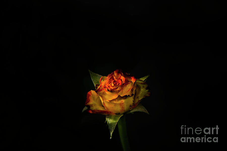 A Rosebud Glowing In The Gloom Photograph by Al Bourassa