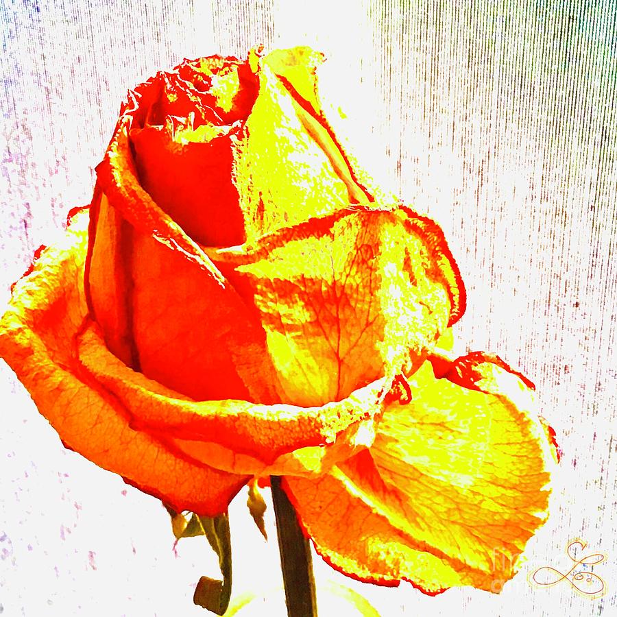 A Rose...is Always a Rose Digital Art by Lynne Paterson