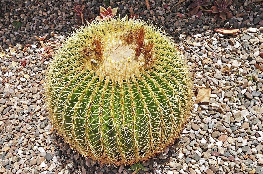 A Round Cactus - Barrel cactus  Photograph by Amazing Action Photo Video