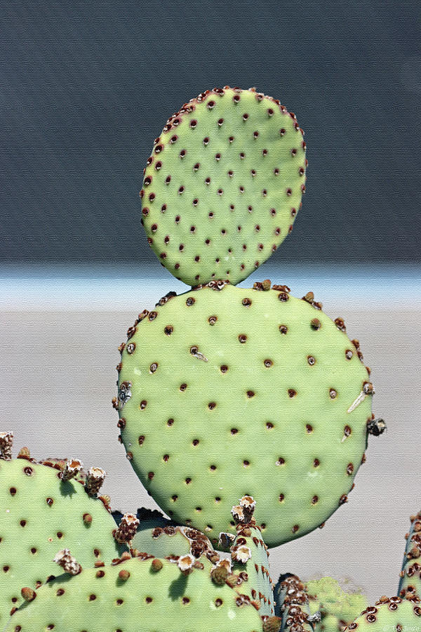 A Round Pair Of Prickly Pear Pads Digital Art by Tom Janca