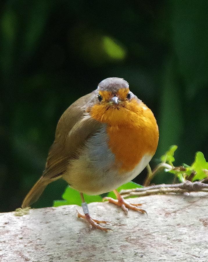 A Round Robin Photograph by Lesley Evered