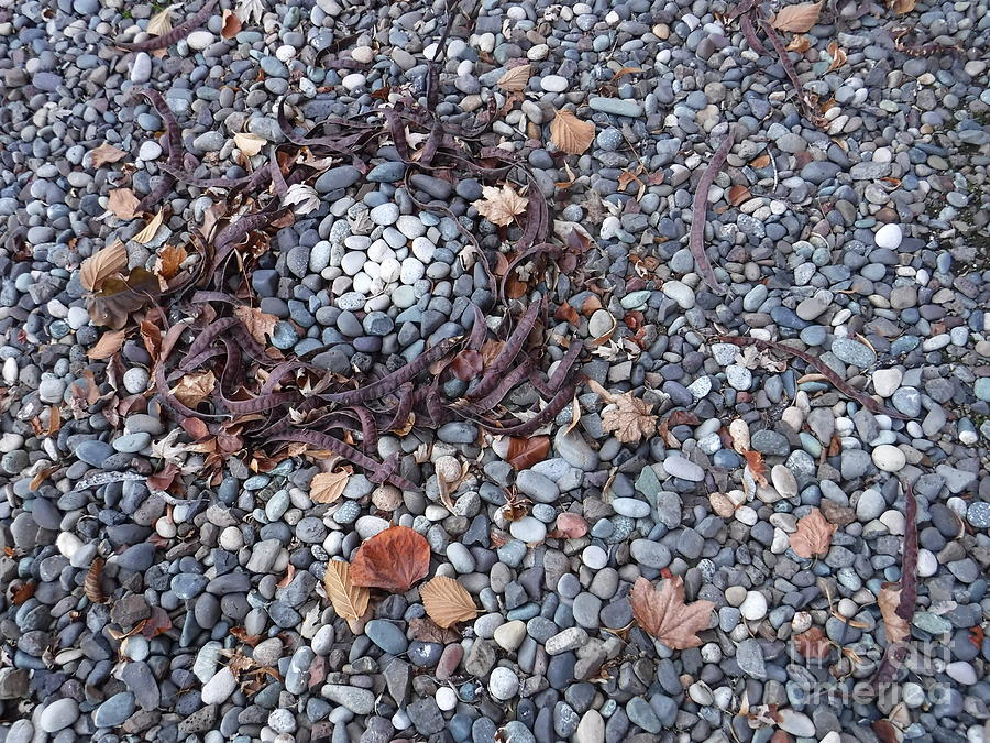 On The Ground Photograph - A Round To It by YHWHY Vance On The Ground Photograph - A Round To It by YHWHY Vance