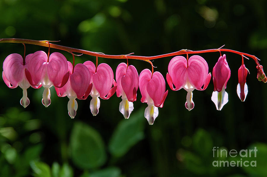 A Row of Backlit Bleeding Hearts Photograph by Bob Phillips