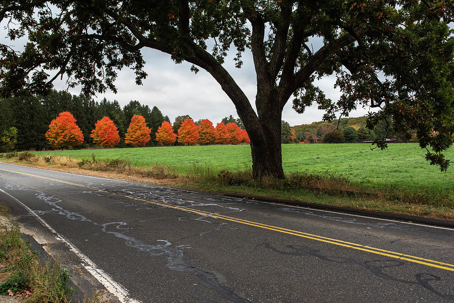 A row of Red Autumn Trees on route 117 in Lincoln Massachusetts Photograph by Toby McGuire