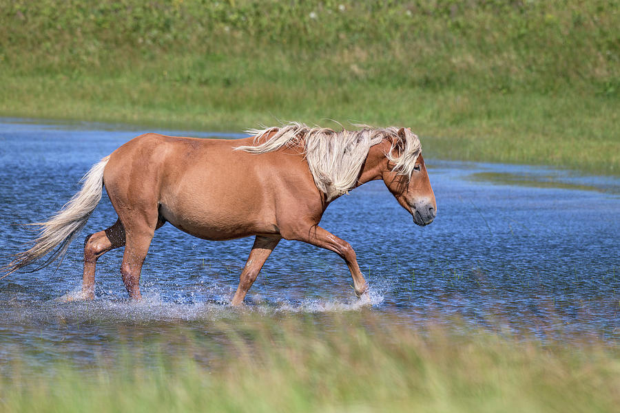 A Sable Island palomino bachelor stallion in the pond Photograph by Jen Britton