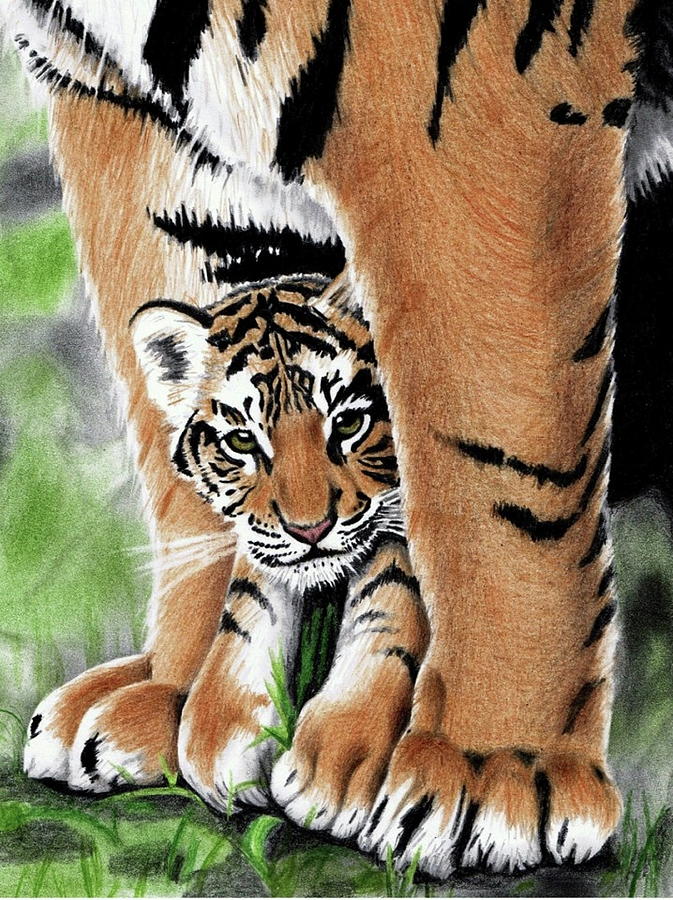 A Safeguard Tiger Cub - Colored Pencil Drawing Drawing By Jasmina Susak ...