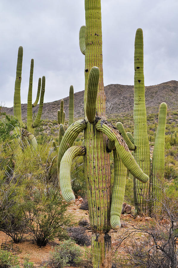 A Saguaro Afternoon Photograph by Kyle Hanson