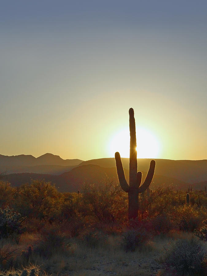A Saguaro at Sunset Photograph by Gordon Beck
